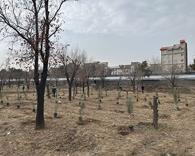 پروژه درختکاری برای سازمان ها