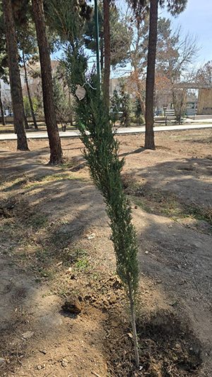 نهال شناسنامه دار کاشته شده در کمپین درختکاری