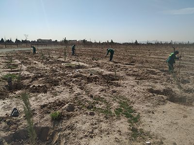 کمپین درختکاری اسفند 1400